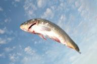 Браконьеров с 51 кг рыбы задержали в Столинском районе