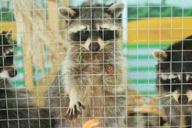К 8 Марта: Минский зоопарк предлагает сравнить жену с животным