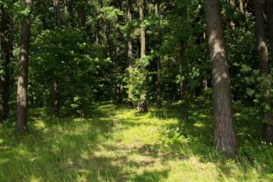 Более 30 тыс. га леса планируется посадить в Беларуси в 2019 году