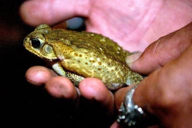 Тысячи ядовитых жаб захватили курорт Флориды