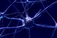 Медики определили, до какого возраста у человека формируются новые нейроны