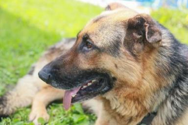 За нападение собак на людей в Гродненской области за год составлено более 60 протоколов