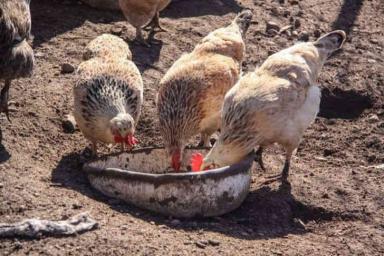 Беларусь ограничивает ввоз птицы из региона Китая из-за птичьего гриппа