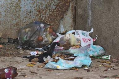 В Витебске в мусорных кучах пируют крысы