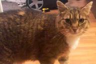 Кошка, потерявшаяся 8 лет назад, вернулась к хозяевам