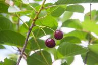 Минлесхоз утвердил инструкцию по сбору ягод