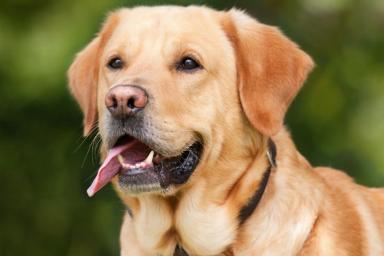 Ученые: собаки распознают эпилептический припадок по запаху
