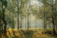 Ученые: жизнь возле зеленых насаждений улучшает психическое здоровье подростков