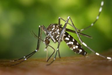 Ученые нашли эффективный способ защиты человека от укусов комаров