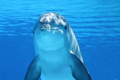 Ученые назвали неожиданную причину гибели дельфинов