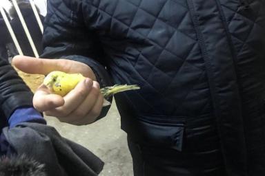 Из-под завалов дома в Магнитогорске достали живого попугая