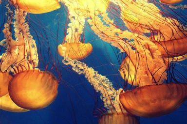 Ученые разработали коктейль из медузы и рассказали о его пользе