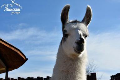 В минский зоопарк из Гродно переехала юная лама Веснушка