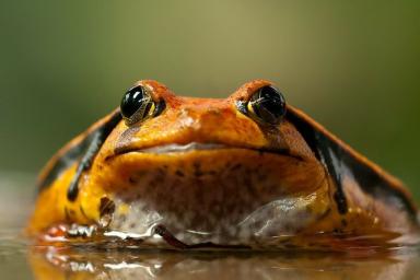 Ученые обнаружили в Бразилии тыквенных «нано-жаб»