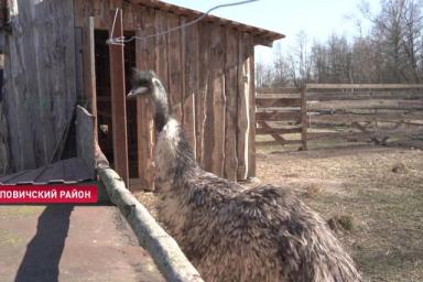 Под Осиповичами нашли сбежавшего страуса, второй до сих пор прячется
