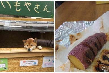Собака работает продавцом картофеля в Японии