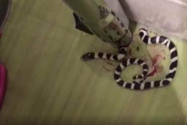 «Не в джунглях на сафари»: семья разрубила змею, заползшую к ним в туалет