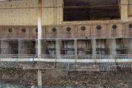 Последняя в Германии пушная звероферма прекратила работу под давлением зоозащитников