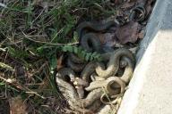 В Пинске проснулись ужи: обнаружили целый клубок 