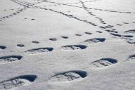 Туристы запечатлели на видео снежного человека