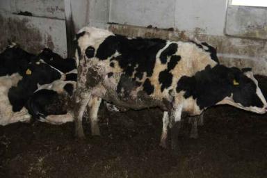 Там аврал и те самые коровы в грязи: нарушения порядка выявлены на сельхозпредприятиях Добрушского района