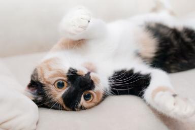 Ученые создали вакцину от аллергии на кошек