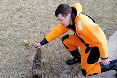 В Минске из водохранилища спасли зайца