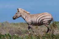 Зебра-«блондинка» резвилась в парке