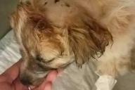 Сова украла щенка и бросила его на поле для гольфа