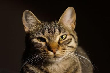 Ученые выяснили, что коты могут распознавать свое имя