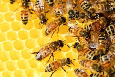 В глазу пациентки обнаружили живых пчел