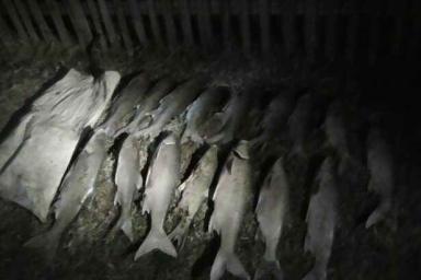 В Белыничах поймали троих рыбаков-браконьеров