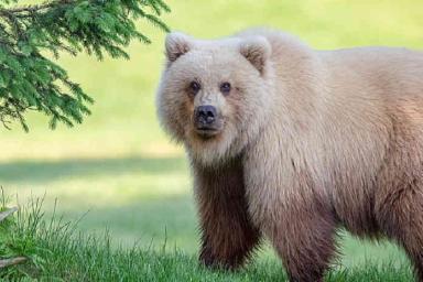 Обнаружили бурого медведя-блондина