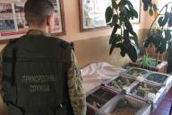 Житель Житомирщины пытался пронести в Беларусь ящик со 150 попугаями