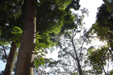 Ученые нашли самое высокое в мире дерево
