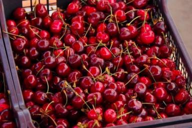 В Оршанском районе начнут производить замороженные овощи и ягоды