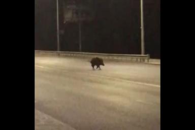 В Могилеве на улице видели дикого кабана, он перебегал дорогу (видео)