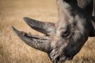 Слон насмерть затоптал браконьера