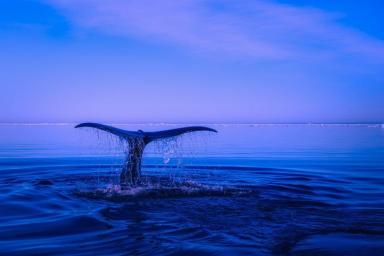 Ученые нашли останки четвероногих китов