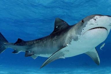 Дайвер-новичок попала в пасть к агрессивной акуле