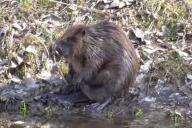 В центре Витебска у ресторана видели бобра