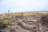 В Беларуси наблюдаются условия, которые способствуют высокому темпу полевых работ