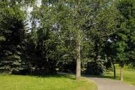 Новый аттракцион установят в Парке культуры и отдыха в Бресте