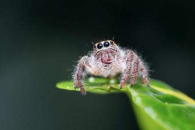 Ядовитый паук прожег в ноге мальчика дыру