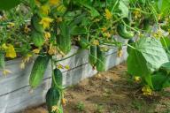 Секреты огородника: как подготовить семена огурцов к посадке