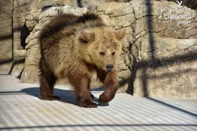 В Минском зоопарке появилась молодая медведица