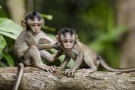 Ученые вывели гибриды с мозгом человека и обезьяны