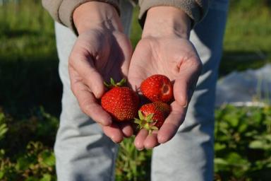 Несладкая клубника: что влияет на вкус ягоды