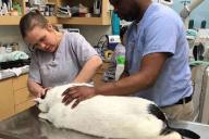 Самый толстый кот Барсик передвигается по городу на коляске