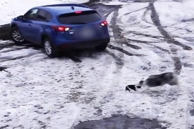 Суперпес: собака спасла из-под колес автомобиля своего друга